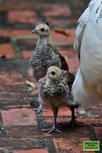 Penchicks with peahen at Rip Van Winkle Gardens, Jefferson Island, LA