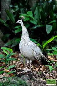 Penchicks with peahen at Rip Van Winkle Gardens, Jefferson Island, LA
