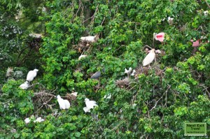 Huge rookery just outside of Rip Van Winkle Gardens, Jefferson Island, LA