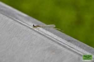 Damselfly at Lake Martin, LA