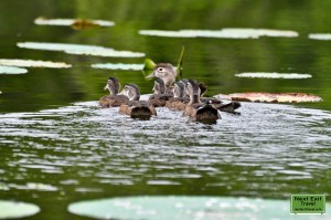 Wood ducks at Lake Martin, LA