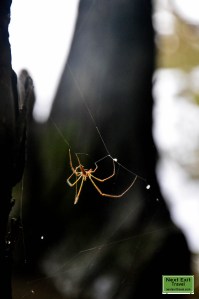 Spider along the banks of the Bayou Teche