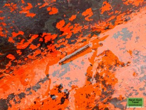 Leech in the pirogue