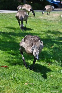 Along Lake Union, Seattle, WA