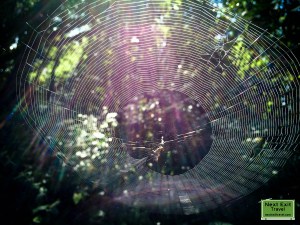 Cross Island Trail, crab spider hard at work