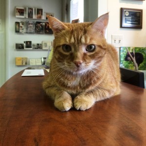 Kelmscott Bookstore Cat of Awesomeness