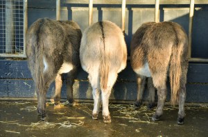 The Donkey Sanctuary