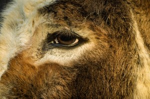 The Donkey Sanctuary