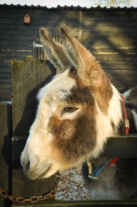 The Donkey Sanctuary