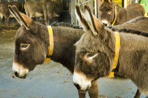 The Donkey Sanctuary