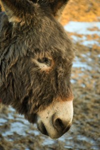 The Donkey Sanctuary