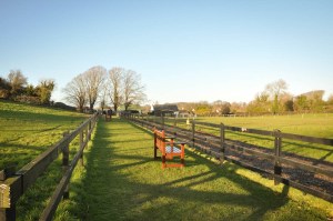The Donkey Sanctuary