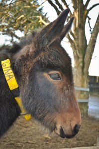The Donkey Sanctuary