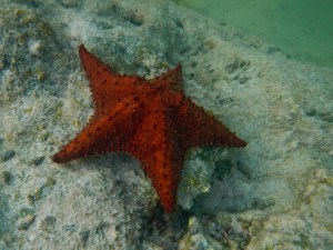 starfish