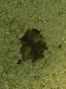 WTF is this? It is driving me crazy that I don't know. 