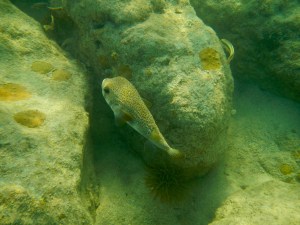 porcupine fish