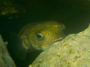 porcupine fish