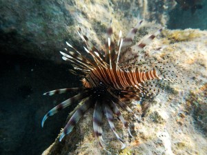 lionfish (I know they are bad and invasive, but they are amazing looking)