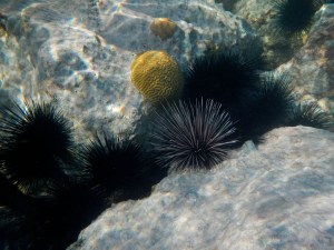 sea urchins