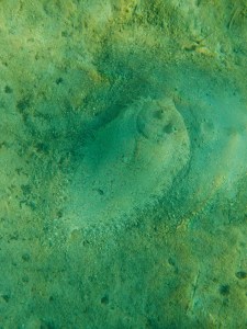 flounder