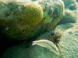 Coral, parrotfish, and a lionfish