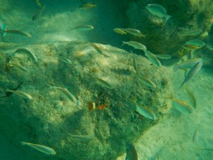 schools of young fish (close to shore)