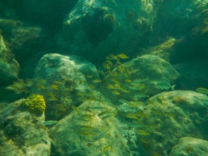 schools of young fish (close to shore)
