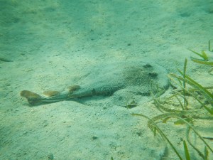 lesser electric ray