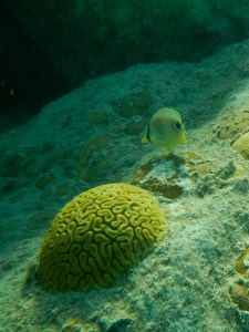 butterfly fish with coral
