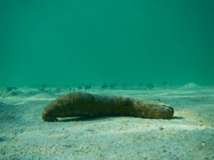 sea cucumber
