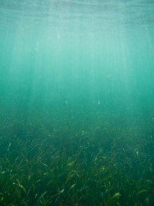 The light and the turtle grass is like a cathedral to me