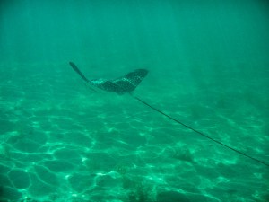 young eagle ray