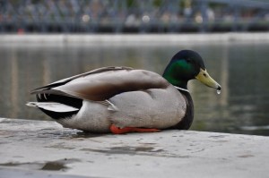 SeattleApril2016-0993