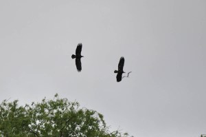 SeattleApril2016-1008