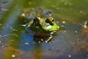 14086892509_f8bfb8d934_b