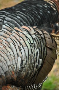 CapeCodApril2016-0007