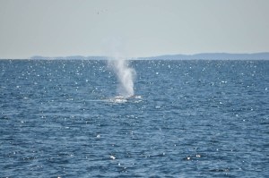 CapeCodApril2016-0428