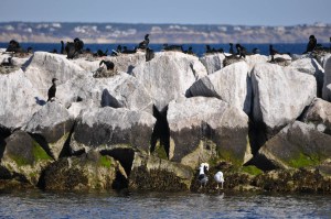 CapeCodApril2016-0578