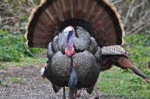 CapeCodApril2016-0707