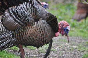 CapeCodApril2016-0725