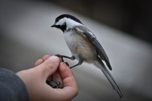 CapeCodApril2016-0853