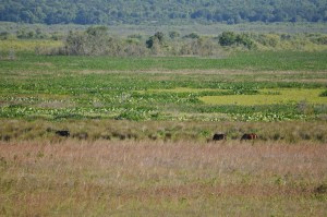 GainesvilleApril2016-0158