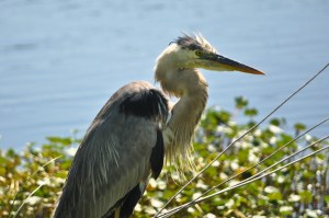 GainesvilleApril2016-0275