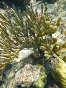 13770506_10157106852855702_3524670513713263382_n