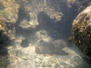 Small shark resting in the shallows, just offshore
