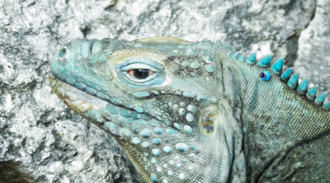 Flora and Fauna of Grand Cayman